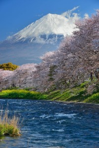 Cherry blossom with Mount Fuji